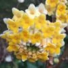 Edgeworthia Chrysantha - Paper Bush - 5 Gallon Pot