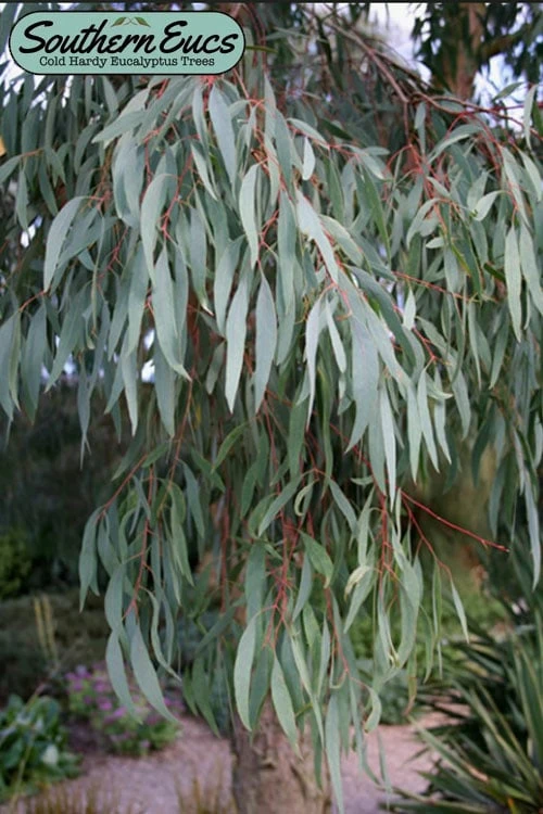 Angus Cold Hardy Eucalyptus Tree (Eucalyptus nicholii) - 3 Gallon Pot Angus Cold Hardy Eucalyptus Tree (Eucalyptus Nicholii) - 3 Gallon Pot -Garden Plants shop eucalyoptus nicholii angus 1 7