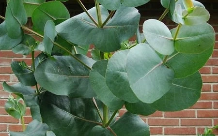 Big O Cold Hardy Eucalyptus Tree (Eucalyptus neglecta) - Quart Pot Big O Cold Hardy Eucalyptus Tree (Eucalyptus Neglecta) - Quart Pot -Garden Plants shop eucalyptus bigo leaves 6
