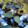 Grace Cold Hardy Eucalyptus Tree (Eucalyptus Elliptica) - 3 Quart Pot