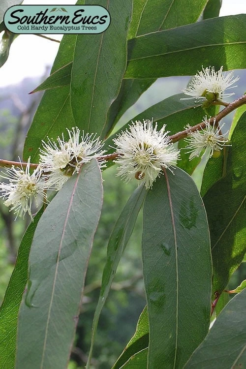 Jersey Girl Cold Hardy Eucalyptus Tree (Eucalyptus macarthurii) - 6 Pack of 1 Gallon Pots Jersey Girl Cold Hardy Eucalyptus Tree (Eucalyptus Macarthurii) - 6 Pack Of 1 Gallon Pots -Garden Plants shop eucalyptus macarthurii jersey girl 1