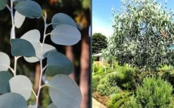 Mappa Tassie Cold Hardy Eucalyptus Tree (Eucalyptus Pauciflora) - Quart Pot -Garden Plants shop eucalyptus mappa tassie combo