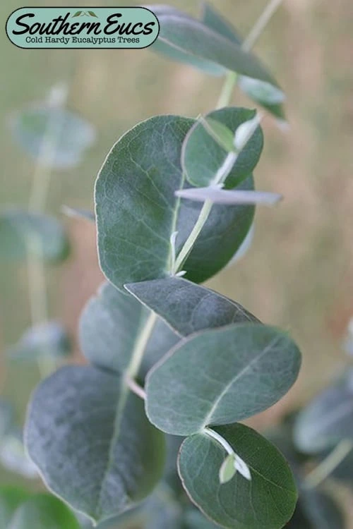 Big O Cold Hardy Eucalyptus Tree (Eucalyptus neglecta) - 6 Pack of 1 Gallon Pots Big O Cold Hardy Eucalyptus Tree (Eucalyptus Neglecta) - 6 Pack Of 1 Gallon Pots -Garden Plants shop eucalyptus neglecta big 0 1 1