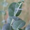 Big O Cold Hardy Eucalyptus Tree (Eucalyptus Neglecta) - 3 Gallon Pot