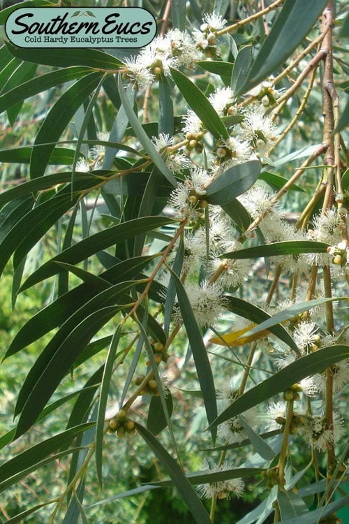 Funky Monkey Cold Hardy Eucalyptus Tree (Eucalyptus parvula) - 2 Gallon Pot Funky Monkey Cold Hardy Eucalyptus Tree (Eucalyptus Parvula) - 2 Gallon Pot -Garden Plants shop eucalyptus parvula funky monkey 1 5