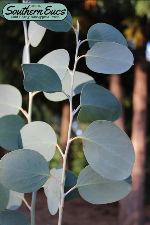 Mappa Tassie Cold Hardy Eucalyptus Tree (Eucalyptus pauciflora) - 3 Gallon Pot Mappa Tassie Cold Hardy Eucalyptus Tree (Eucalyptus Pauciflora) - 3 Gallon Pot -Garden Plants shop eucalyptus pauciflora mappa tassie 1 4