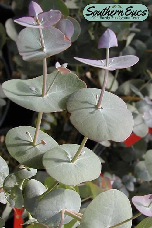 Luna Cold Hardy Eucalyptus Tree (Eucalyptus perriniana) - Quart Pot Luna Cold Hardy Eucalyptus Tree (Eucalyptus Perriniana) - Quart Pot -Garden Plants shop eucalyptus perreniana luna 1 1