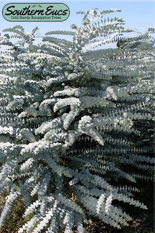 Bluey Cold Hardy Eucalyptus Tree (Eucalyptus pulverulenta) - 5 Gallon Pot Bluey Cold Hardy Eucalyptus Tree (Eucalyptus Pulverulenta) - 5 Gallon Pot -Garden Plants shop eucalyptus pulverulenta bluey 1 5