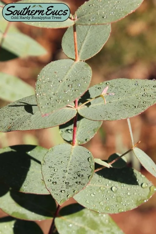 Cab Sav Cold Hardy Eucalyptus Tree (Eucalyptus rubida) - Quart Pot Cab Sav Cold Hardy Eucalyptus Tree (Eucalyptus Rubida) - Quart Pot -Garden Plants shop eucalyptus rubida cab sav 1 2