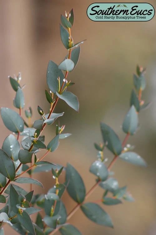 Sheila Cold Hardy Eucalyptus Tree (Eucalyptus stellulata) - Quart Pot Sheila Cold Hardy Eucalyptus Tree (Eucalyptus Stellulata) - Quart Pot -Garden Plants shop eucalyptus stellulata sheila 1 1