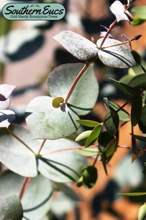 Maggie Cold Hardy Eucalyptus Tree (Eucalyptus nova anglica) - 2 Gallon Pot Maggie Cold Hardy Eucalyptus Tree (Eucalyptus Nova Anglica) - 2 Gallon Pot -Garden Plants shop eucalytpus nova anglica maggie 1 3