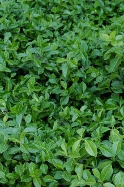 Purple Wintercreeper (Euonymus Fortunei 'Coloratus') - 6 Pack Of Pint Pots -Garden Plants shop euonymus fortunei coloratus purple wintercreeper 2