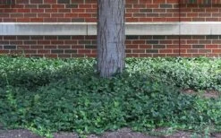 Purple Wintercreeper (Euonymus Fortunei 'Coloratus') - 6 Pack Of Pint Pots -Garden Plants shop euonymus fortunei coloratus purple wintercreeper 4