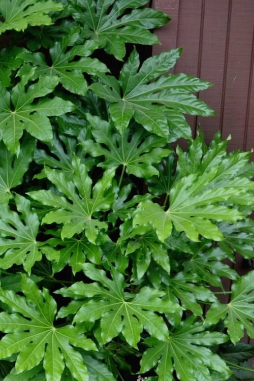 Fatsia Japonica - Japanese Aralia - Glossy Paper Plant - 3 Gallon Pot Fatsia Japonica - Japanese Aralia - Glossy Paper Plant - 3 Gallon Pot -Garden Plants shop fatsia Japanese Aralia 1 500x750 4