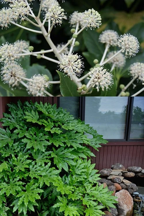 Fatsia Japonica - Japanese Aralia - Glossy Paper Plant - 3 Gallon Pot Fatsia Japonica - Japanese Aralia - Glossy Paper Plant - 3 Gallon Pot -Garden Plants shop fatsia Japanese Aralia 2 500x750 4