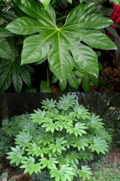 Fatsia Japonica - Japanese Aralia - Glossy Paper Plant - 1 Gallon Pot 4 Fatsia Japonica - Japanese Aralia - Glossy Paper Plant - 1 Gallon Pot -Garden Plants shop fatsia Japanese Aralia 500x750 1
