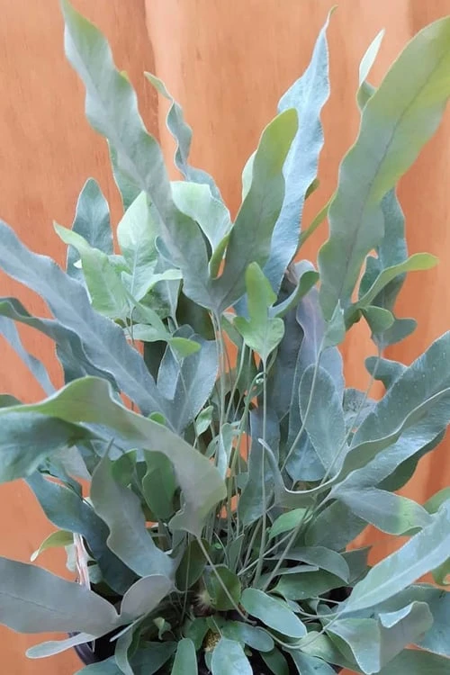 Blue Star Fern - 1 Gallon Pot Blue Star Fern - 1 Gallon Pot -Garden Plants shop fern blue star 500x750 1