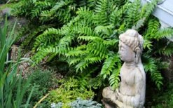 Japanese Holly Fern - Cyrtomium Falcatum 'Rochfordianum' - 2.5 Quart Pot -Garden Plants shop fern20holly203