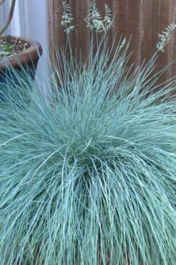 Beyond Blue Festuca (Fescue) - 6 Pack Of 1 Gallon Pots 3 Beyond Blue Festuca (Fescue) - 6 Pack Of 1 Gallon Pots -Garden Plants shop festuca beyond blue fescue 100 1