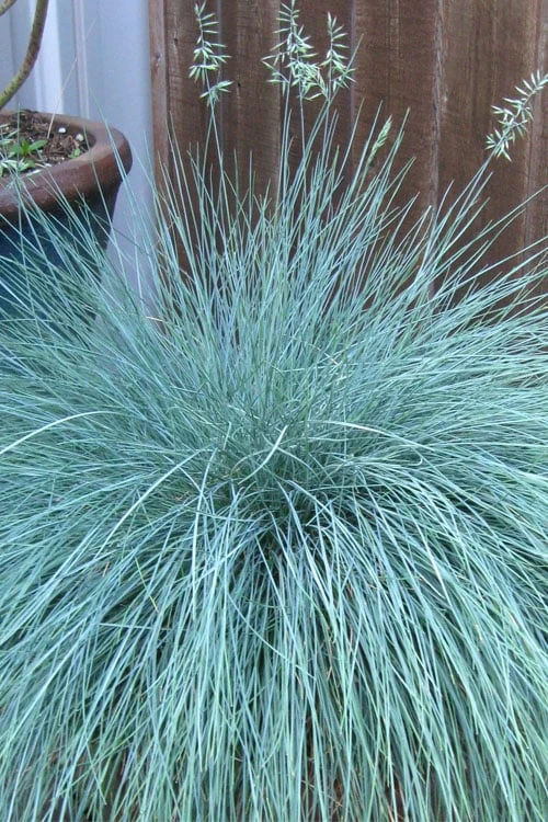Beyond Blue Festuca (Fescue) - 6 Pack of 1 Gallon Pots Beyond Blue Festuca (Fescue) - 6 Pack Of 1 Gallon Pots -Garden Plants shop festuca beyond blue fescue 100 1