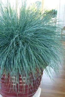 Beyond Blue Festuca (Fescue) - 6 Pack Of 1 Gallon Pots 5 Beyond Blue Festuca (Fescue) - 6 Pack Of 1 Gallon Pots -Garden Plants shop festuca beyond blue fescue 101 1