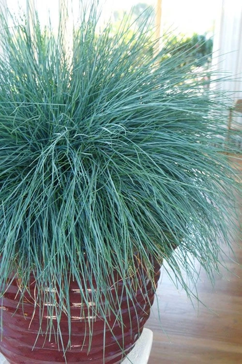 Beyond Blue Festuca (Fescue) - 6 Pack of 1 Gallon Pots Beyond Blue Festuca (Fescue) - 6 Pack Of 1 Gallon Pots -Garden Plants shop festuca beyond blue fescue 101 1