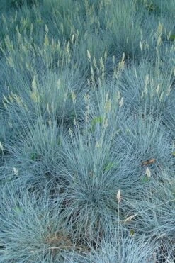 Beyond Blue Festuca (Fescue) - 6 Pack Of 1 Gallon Pots 4 Beyond Blue Festuca (Fescue) - 6 Pack Of 1 Gallon Pots -Garden Plants shop festuca beyond blue fescue 102 1