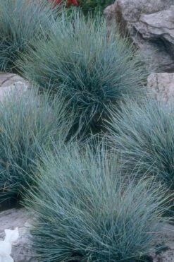 Blue Fescue Grass (Festuca Glauca) - 1 Gallon Pot -Garden Plants shop festuca glauca blue fescue grass 14 1