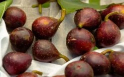 Little Ruby Dwarf Fig Tree - 3 Gallon Pot -Garden Plants shop ficus carica little ruby fig tree 2