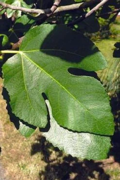 Little Ruby Dwarf Fig Tree - 3 Gallon Pot -Garden Plants shop ficus carica little ruby fig tree 3