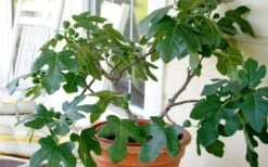Little Ruby Dwarf Fig Tree - 3 Gallon Pot -Garden Plants shop ficus carica little ruby fig tree 4