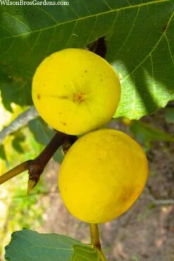 LSU Gold Fig Tree - 5 Gallon Pot -Garden Plants shop ficus carica lsu gold fig tree 1