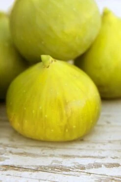 LSU Gold Fig Tree - 5 Gallon Pot -Garden Plants shop ficus carica lsu gold fig tree 2