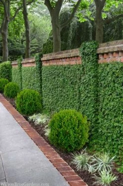 Creeping Fig (Ficus Pumila) - 5 Pack Of 4" Pint Pots -Garden Plants shop ficus pumila green creeping fig 100