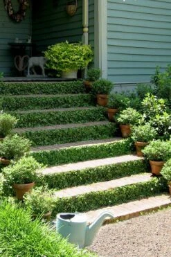 Creeping Fig (Ficus Pumila) - 5 Pack Of 4" Pint Pots -Garden Plants shop ficus pumila green creeping fig 105