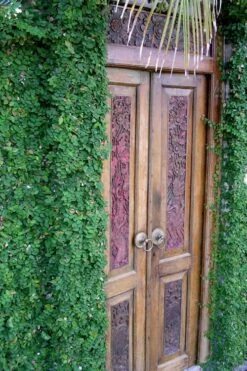 Creeping Fig (Ficus Pumila) - 5 Pack Of 4" Pint Pots -Garden Plants shop ficus pumila green creeping fig 108