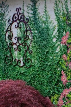 Creeping Fig (Ficus Pumila) - 5 Pack Of 4" Pint Pots -Garden Plants shop ficus pumila green creeping fig 112