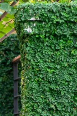 Creeping Fig (Ficus Pumila) - 5 Pack Of 4" Pint Pots -Garden Plants shop ficus pumila green creeping fig 113