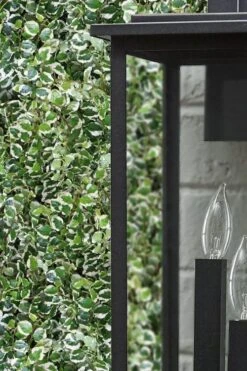 Variegated Creeping Fig (Ficus Pumila 'Variegata') - 10 Pack Of 4" Pint Pots -Garden Plants shop ficus pumila variegata creeping fig 101