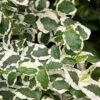Variegated Creeping Fig - Ficus Pumila 'Variegata' - 6 Pack Of Pint Pots