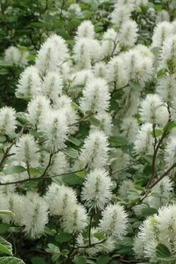 Dwarf Fothergilla - 1 Gallon Pot