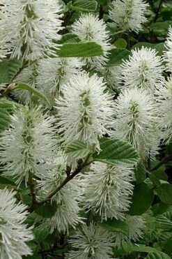 Dwarf Fothergilla - 1 Gallon Pot -Garden Plants shop fothergilla gardenii dwarf witch alder 3