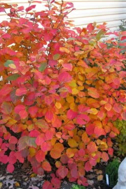 Dwarf Fothergilla - 1 Gallon Pot -Garden Plants shop fothergilla gardenii dwarf witch alder 5