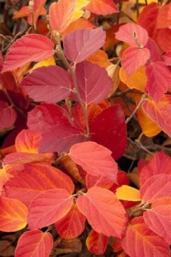 Dwarf Fothergilla - 1 Gallon Pot -Garden Plants shop fothergilla gardenii dwarf witch alder 6