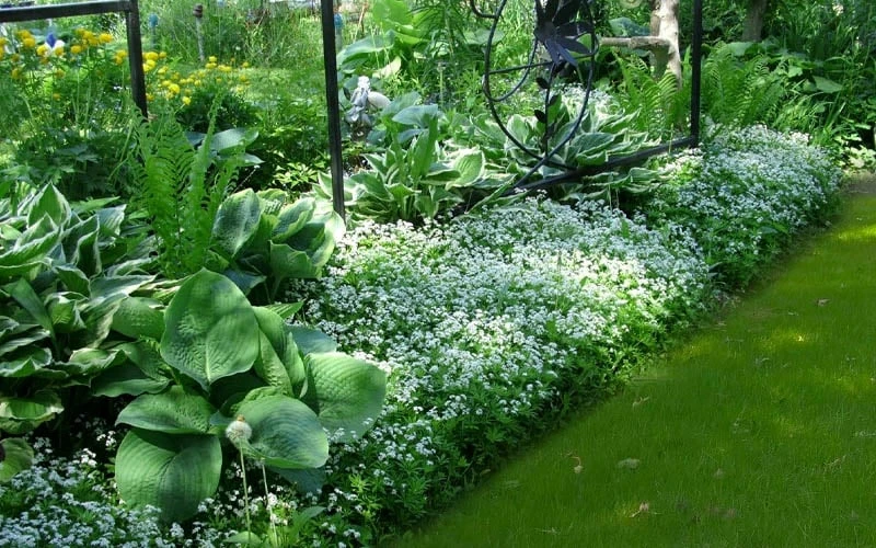 Sweet Woodruff (Galium odoratum) - 6 Pack of Pint Pots Sweet Woodruff (Galium Odoratum) - 6 Pack Of Pint Pots -Garden Plants shop galium odoratum sweet woodruff 6 1