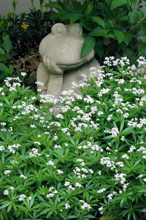 Sweet Woodruff (Galium odoratum) - 6 Pack of Pint Pots Sweet Woodruff (Galium Odoratum) - 6 Pack Of Pint Pots -Garden Plants shop galium odoratum sweet woodruff 7 1