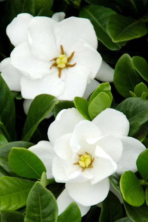 Buttons Gardenia - 1 Gallon Pot Buttons Gardenia - 1 Gallon Pot -Garden Plants shop gardenia buttons 1 2