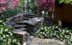 Celestial Star Gardenia - 1 Gallon Pot -Garden Plants shop gardenia celestial star 5