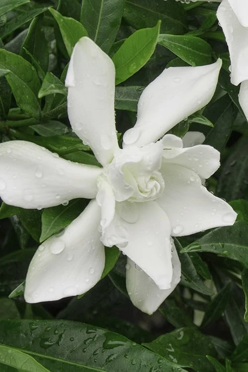 Frost Proof Gardenia - 3 Gallon Pot Frost Proof Gardenia - 3 Gallon Pot -Garden Plants shop gardenia frost proof 15
