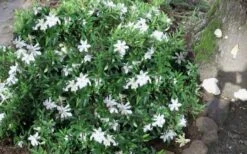 Frost Proof Gardenia - 1 Gallon Pot 3 Frost Proof Gardenia - 1 Gallon Pot -Garden Plants shop gardenia frost proof 50 2